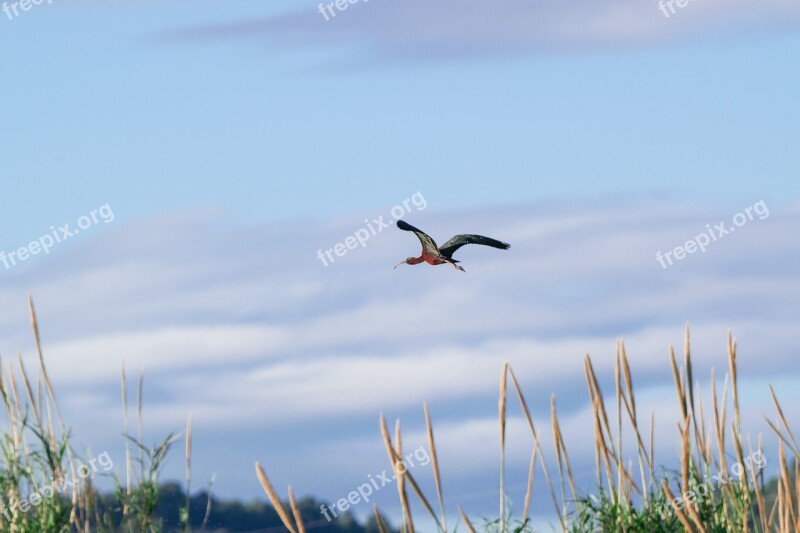 Birds Nature Sky Open Air Wild Life