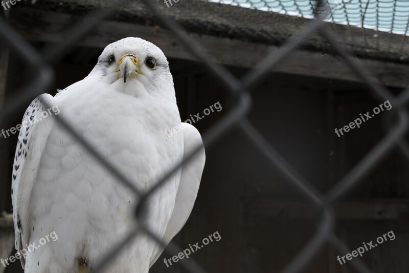 Nature Bird Living Nature Feathered Race Feathers