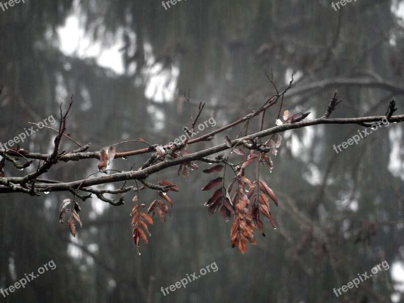 Tree Outdoors Nature Branch Wood