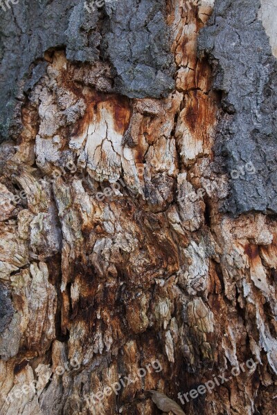 Bark Nature Tree Background Rau