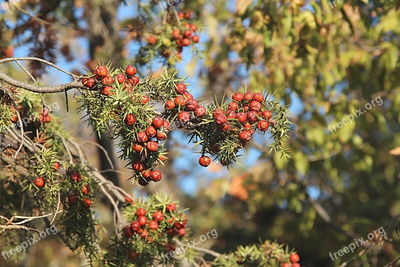 Tree Juniper Forest Branch Berry