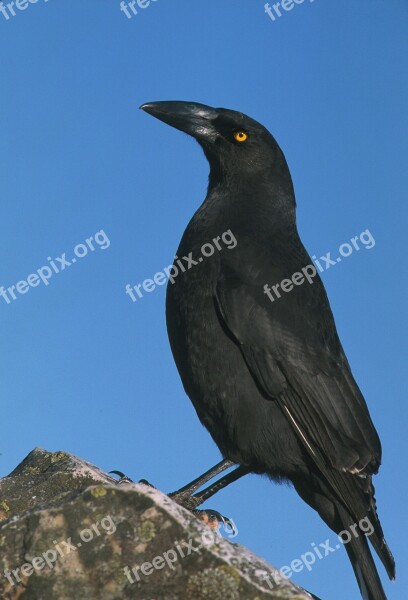 Bird Black Bird Closeup Zoom Black