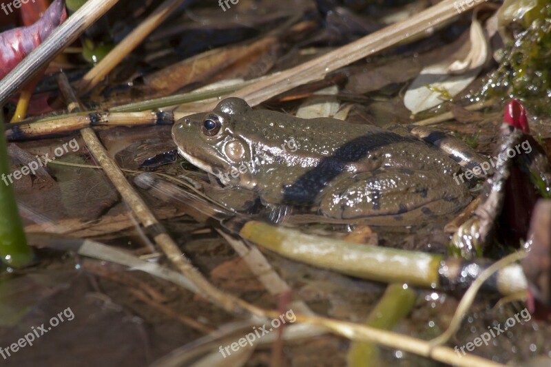 Toad Bufonidae Anuran Frog Amphibian