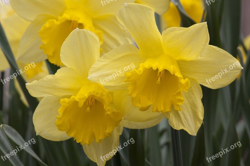 Narcissus Pseudonarcissus Daffodil Nature Plant Flower