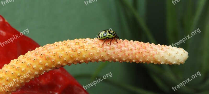 Nature Life Ladybug Insect The Air