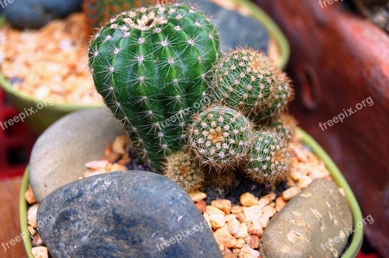 Nature Food Flora Cactus Closeup