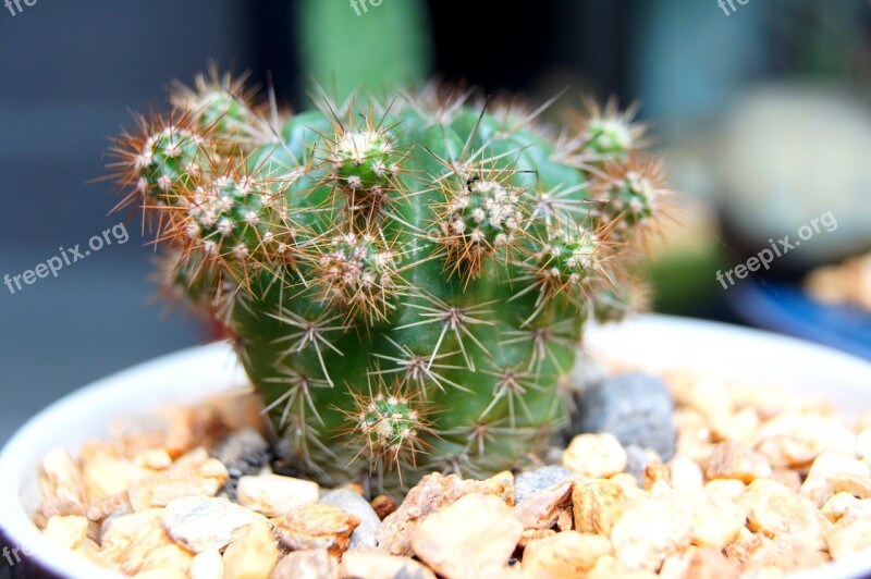 Cactus Closeup Succulent Dry Spine