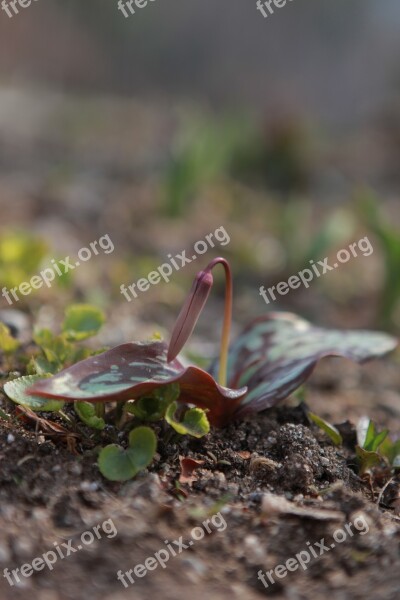 Nature Outdoors Plants Leaf Flowers