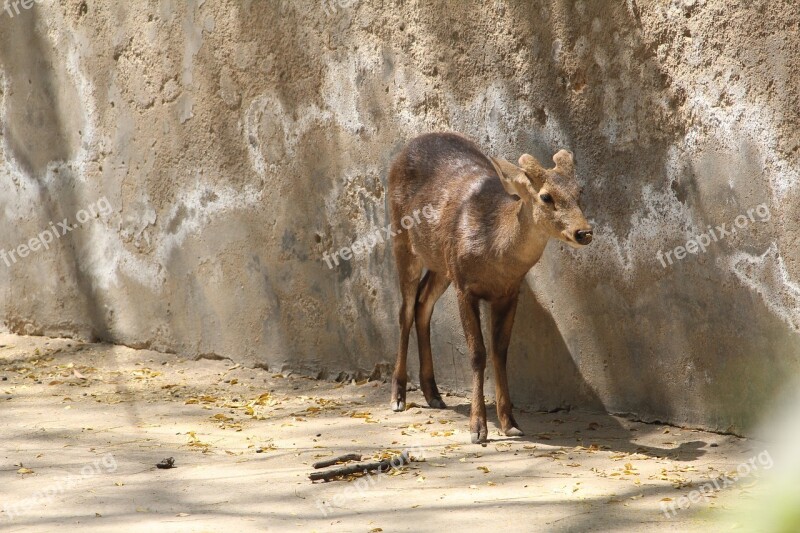 Deer Zoo Cage Trapped Nature