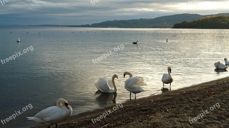 Bird Body Of Water Lake Nature Swan