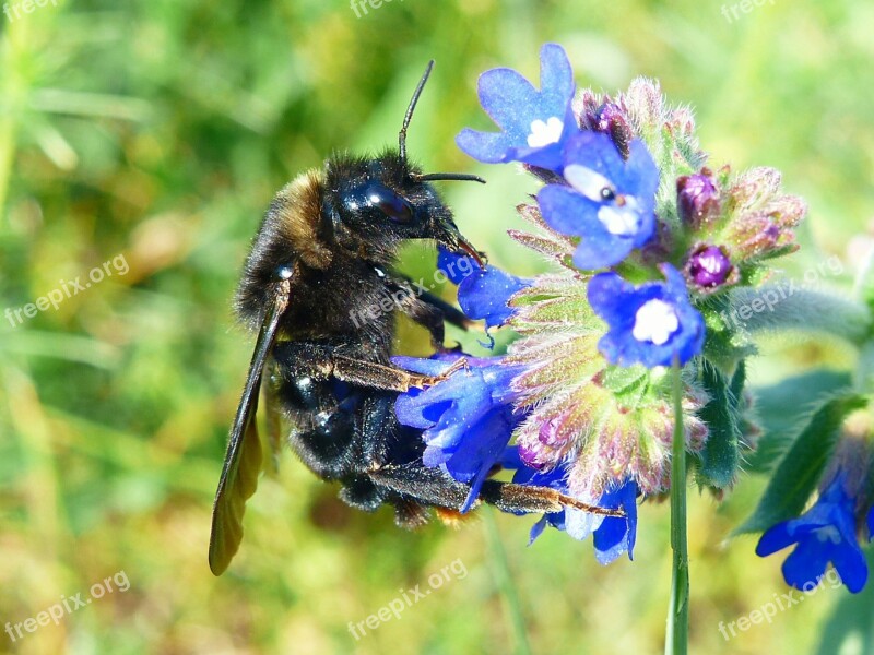 Nature Apiformes Insect Pollination Flower