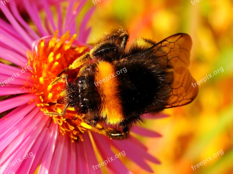 Nature Insect Flower Apiformes Plant