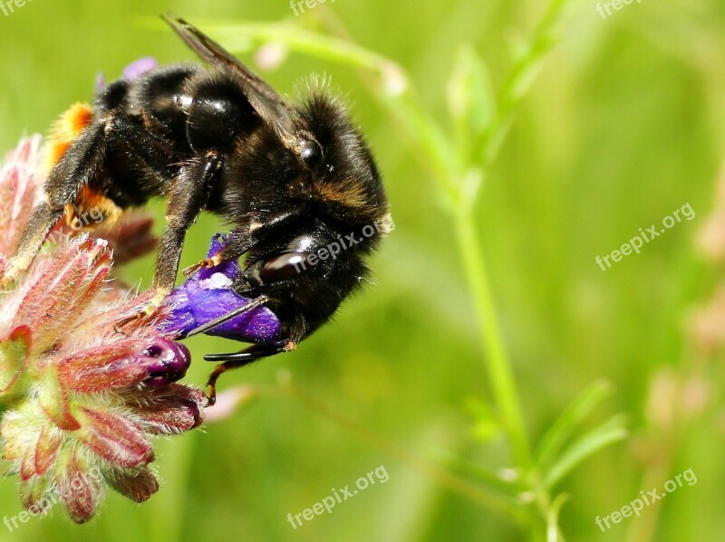 Apiformes Nature Insect Honey Bombus