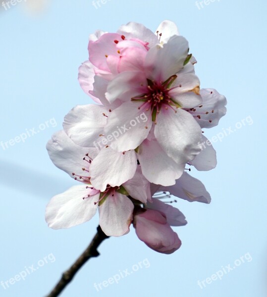 Almond Blossom Flower Cherry Wood Growth Nature