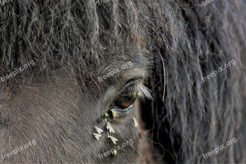 Horse Pony Animal Mammal Animal World