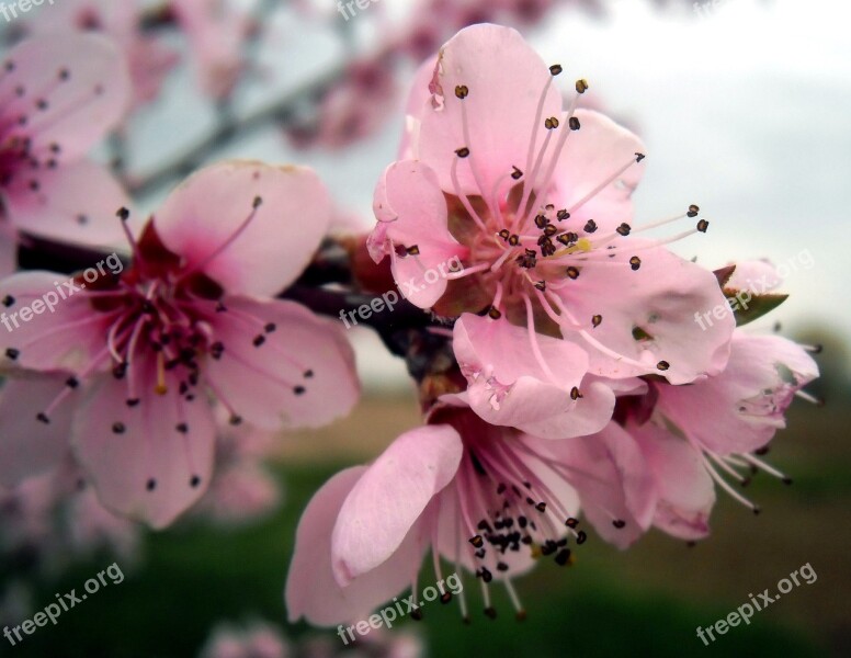 Flower Nature Plant Branch Pink