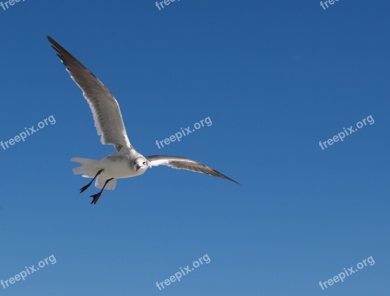 Bird Wildlife Nature Flight Outdoors