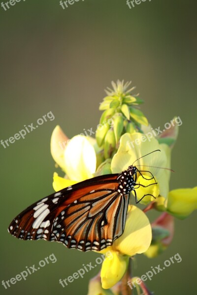 Butterfly Nature Insect Flower Outdoors