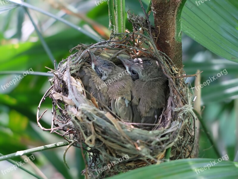 Nest Bird Nature Tree Food