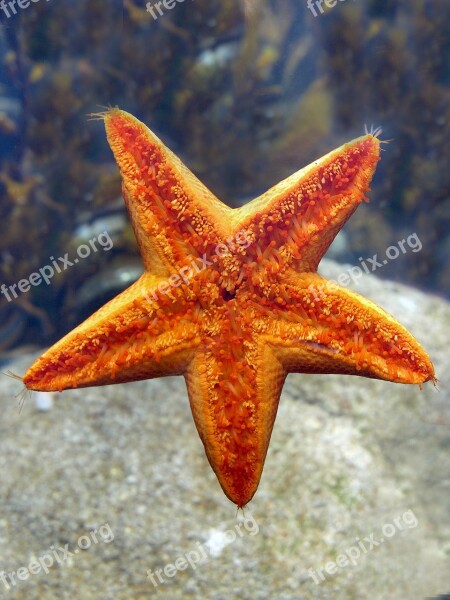 Starfish Echinoderm Nature Sea Shellfish