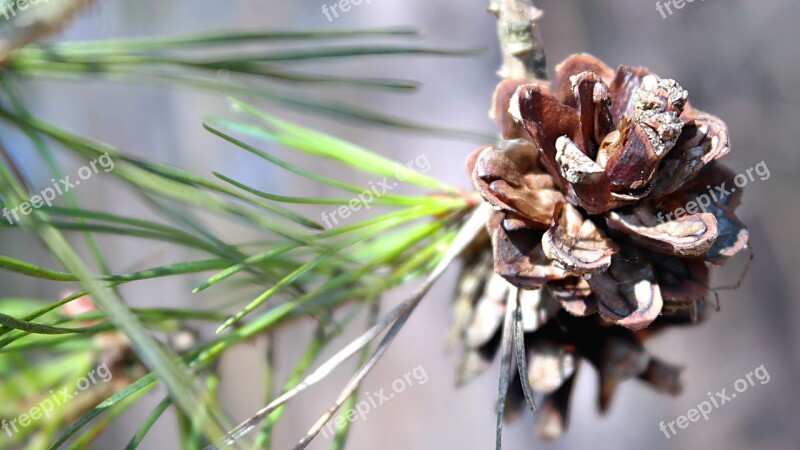 Nature Plant Pine Cone Free Photos