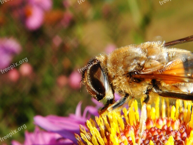 Nature Apiformes Insect Pollination Pollen