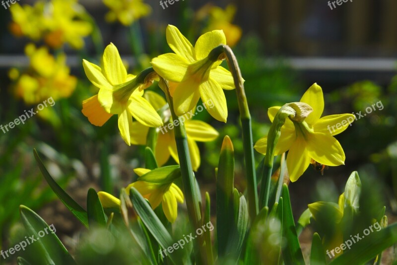 Flower Nature Plant Garden Floral