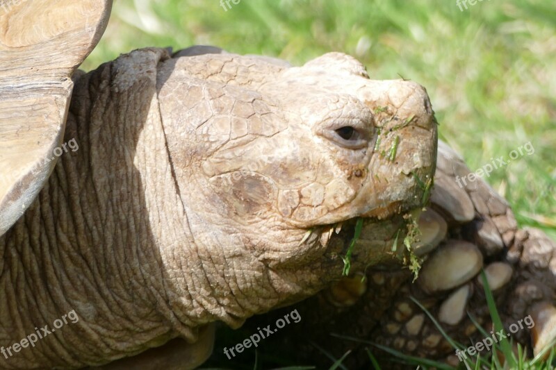 Turtle Tortoise Reptile Nature Animal