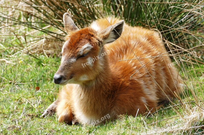 Deer Young Red Animal Wildlife