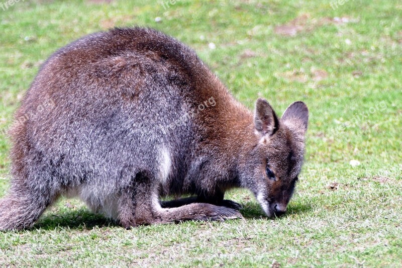 Wallaby Animal Wildlife Australia Kangaroo