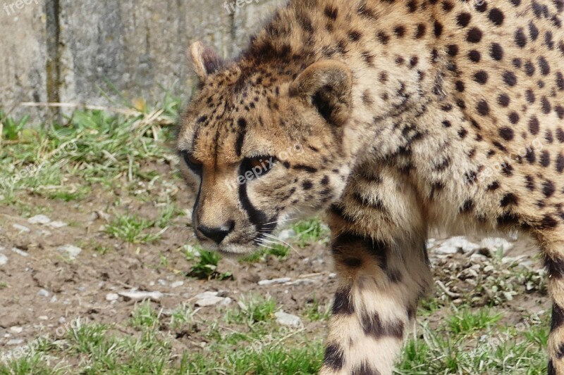 Cheetah Cat Animal Wild Wildlife