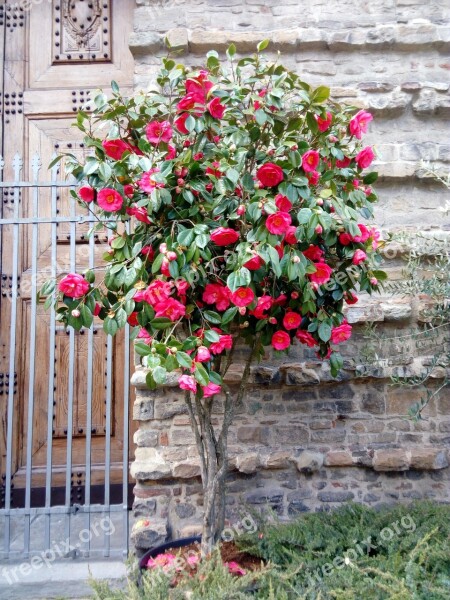 Flower Flora Garden Decoration Leaf