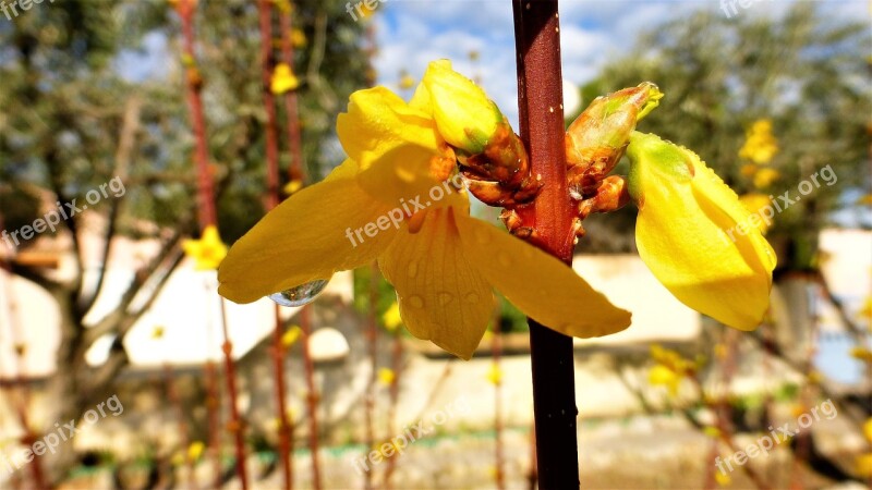 Nature Flower Outdoor Plant Leaf