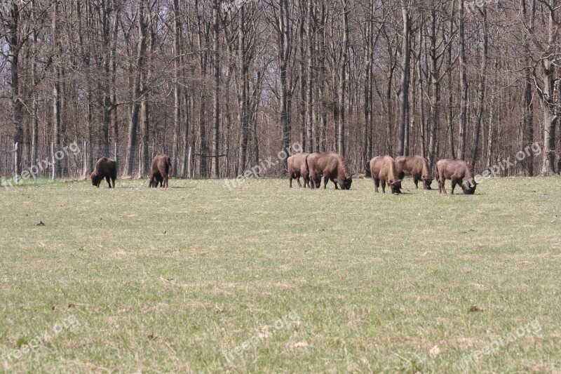 Bison Oxen European Bornholm Free Photos