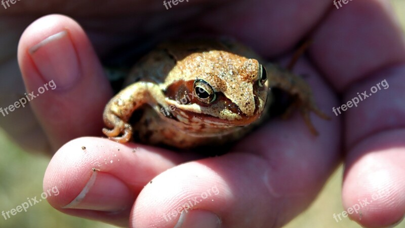 Amphibians Bezogonowe Nature Amphibian Free Photos