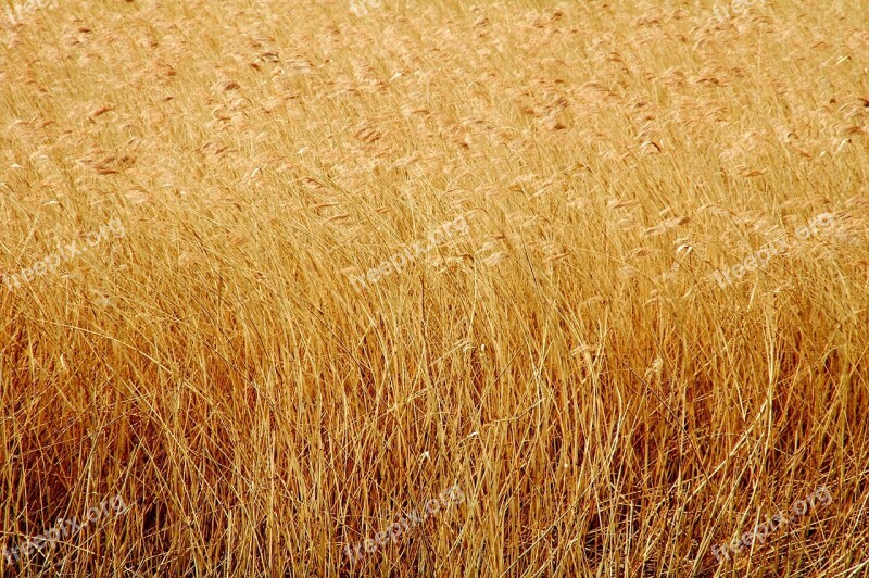 Field Corn Wheat Field Of Wheat Free Photos