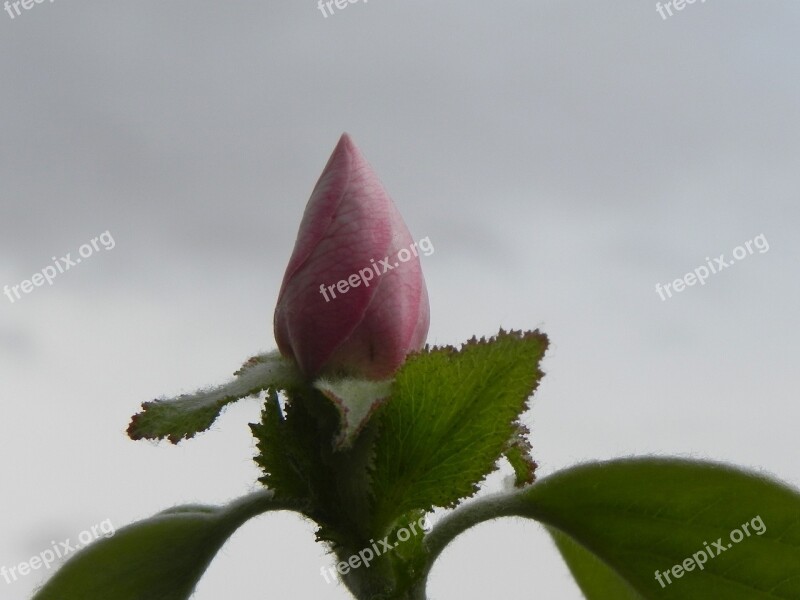 Flower Nature Leaf Plant Outdoors