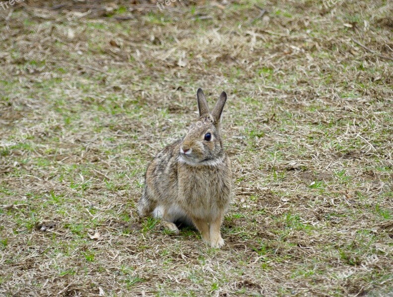 Cute Grass Animal Rabbit Mammal