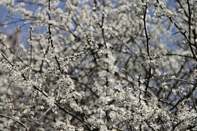 Blackthorn Sloes Black Thorn Flower Schlehendorn Heckendorn