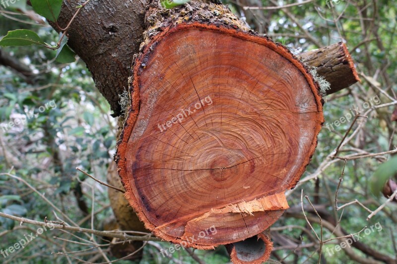 Wood Tree Nature Plant Súber