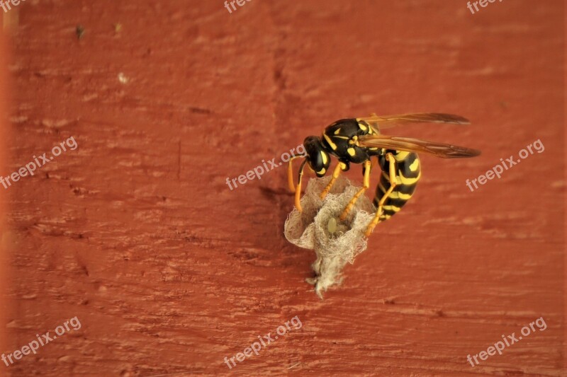 Wasp The Hive Field Wasp Nest Building Egg Laying