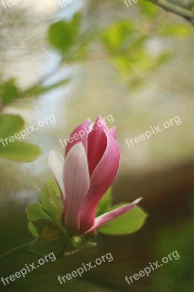 Flowers Plants Nature Leaf Garden