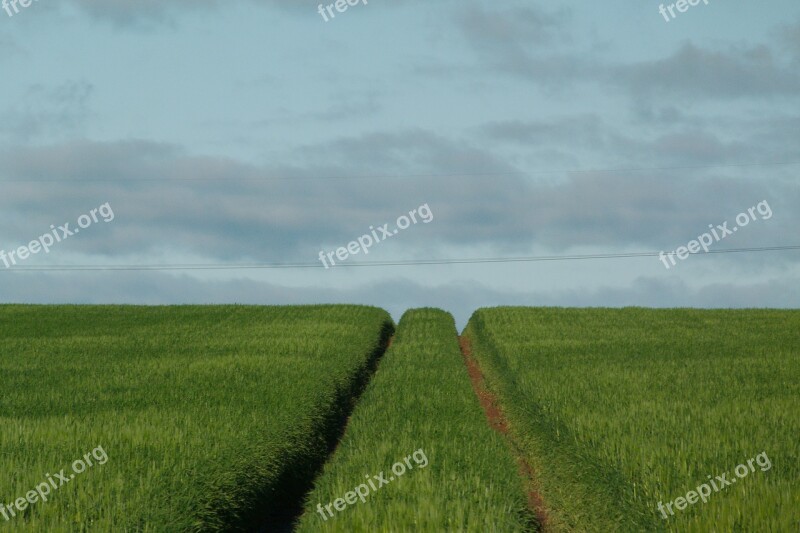 Agriculture Field Landscape Farm Grass