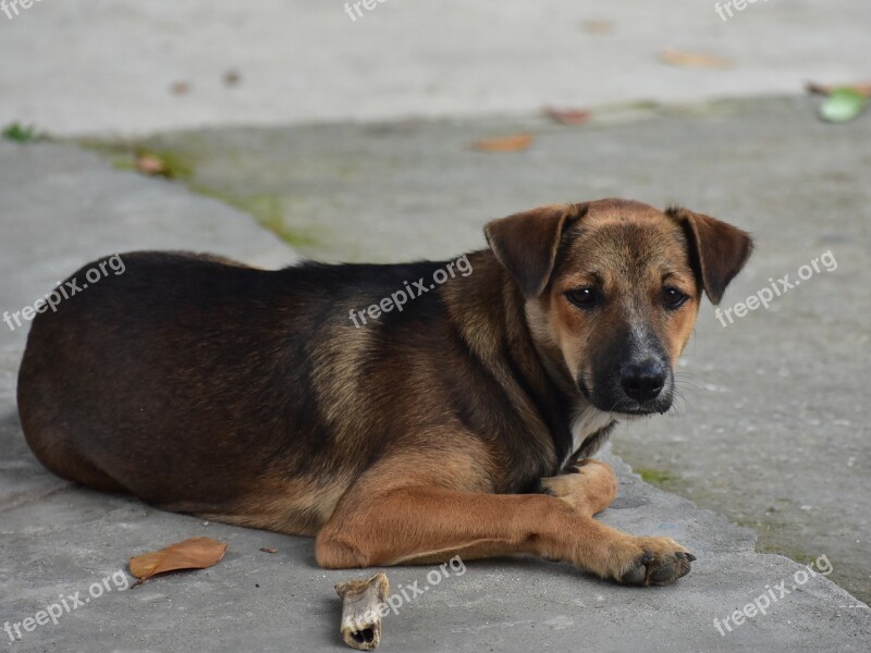 Dog Pet Cute Lazy Portrait