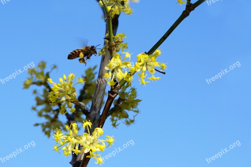 Nature Flying Bee Growth Plant Tree