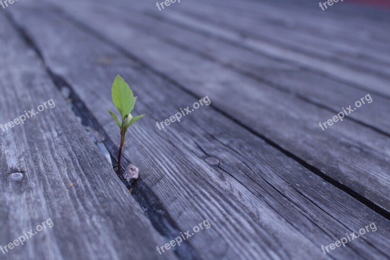 Wood Nature Background Outdoors Texture