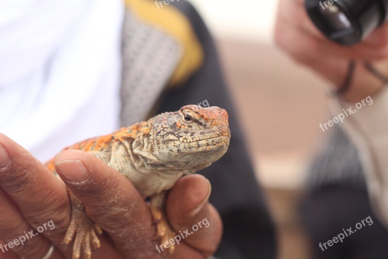 Hand Nature Adult Animalia Chameleon