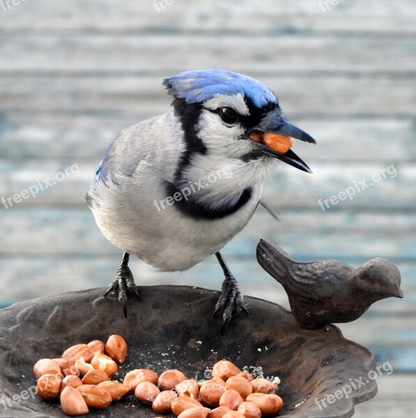 Bird Wildlife Nature Animal Blue Jay