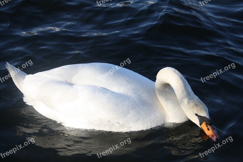 Water Bird Nature Sea Swimming