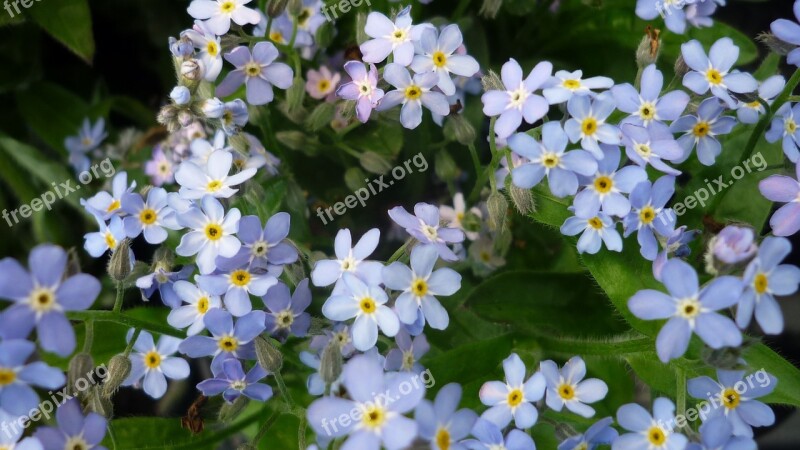 Flower Forget Me Not Flowers Free Photos